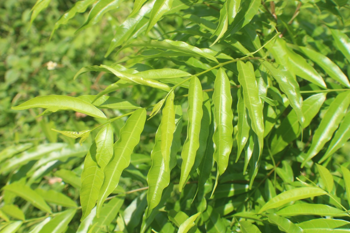 Wrightia angustifolia Thwaites
